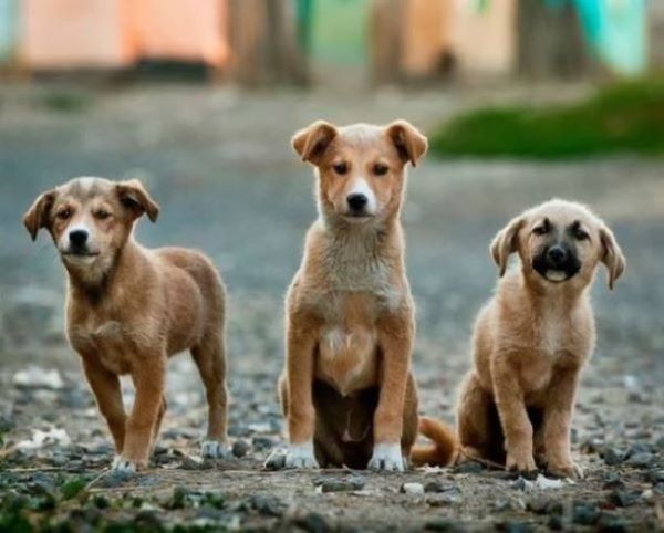 Animal Welfare